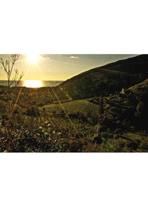 Splendida azienda agricola biologica