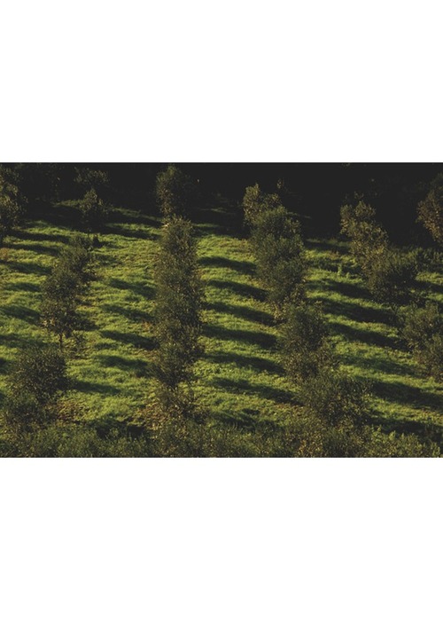 Splendida azienda agricola biologica